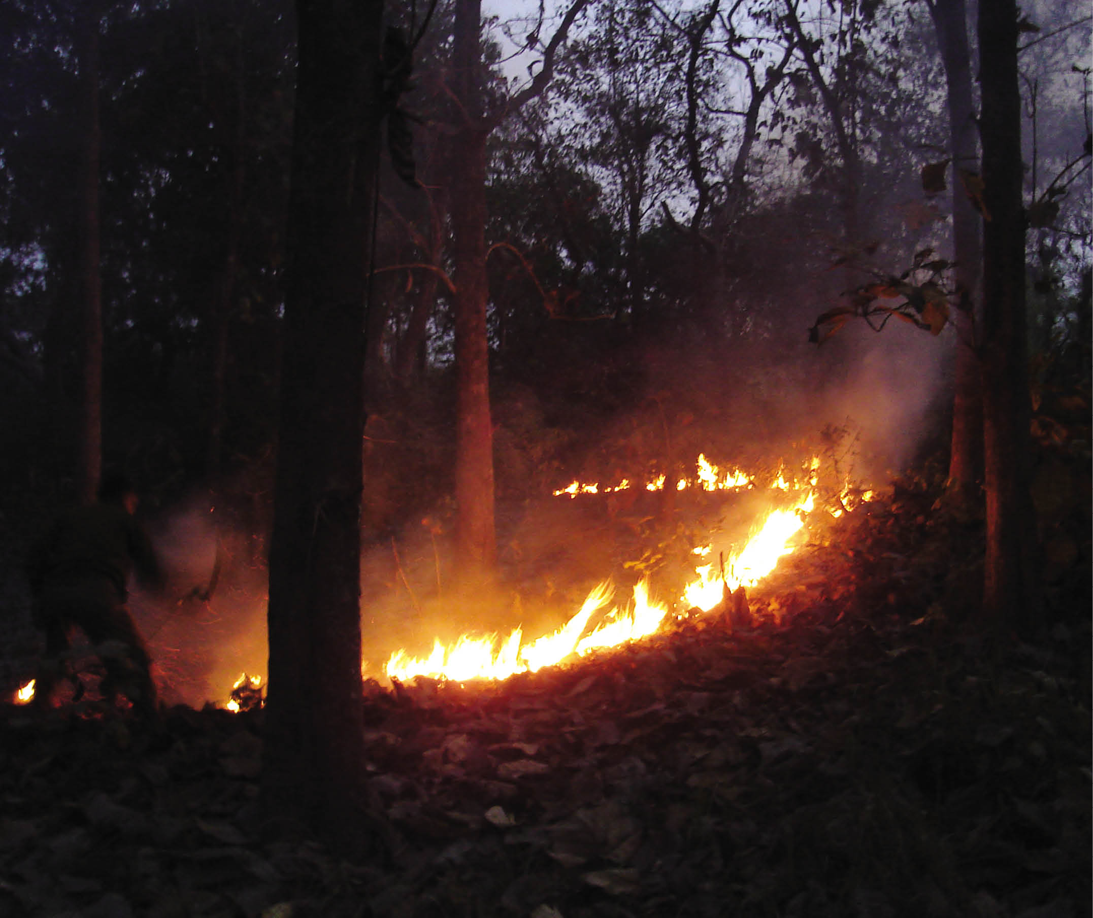 GNY Forest Fires